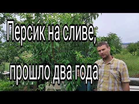 Видео: Персик на сливе,  прошло два года, результат порадовал, так сможет каждый...