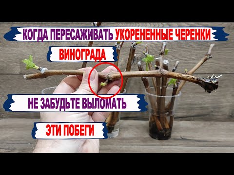 Видео: 🍇 Когда МОЖНО ПЕРЕСАЖИВАТЬ укорененные ЧЕРЕНКИ и что нужно обязательно сделать перед этим.