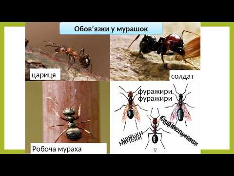 Видео: Я досліджую світ 2 клас Комахи