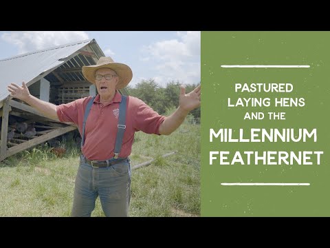 Видео: Как обеспечить защиту кур-несушек на пастбище с помощью сетки Millennium Feathernet | Джоэл Салатин