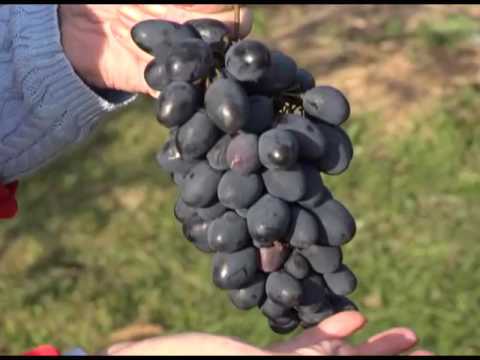 Видео: Зеленый сад фильм № 217 "Опыт выращивания винограда" от 05.11.2016г. г.Хабаровск (zeleniisad.ru)