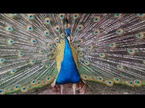 Видео: #ферма птица в моем хозяйстве. #страусы  #павлин