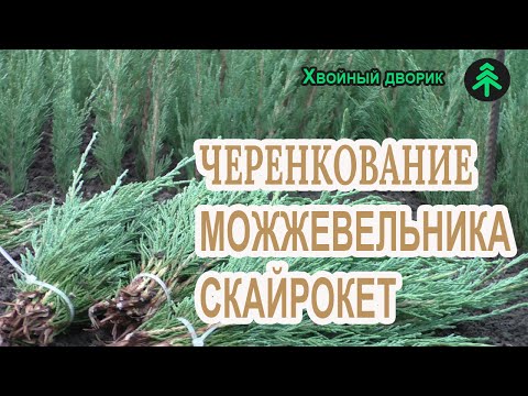 Видео: Черенкование можжевельника Скайрокет в нашем теневике с форсунками!