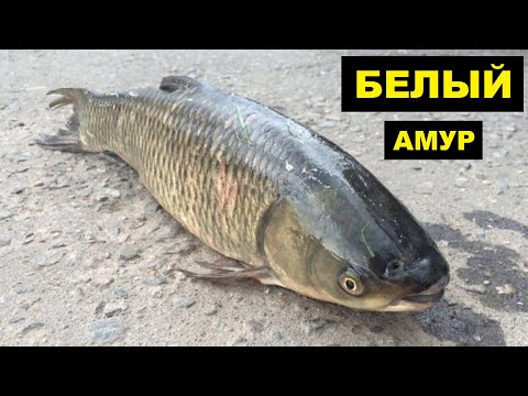 Видео: Выращивание и разведение Белого Амура в пруду как бизнес идея | Рыбоводство | Рыба Белый Амур