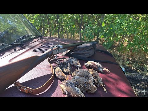 Видео: Охота на перепела без манков 2024