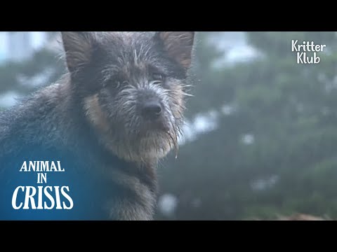 Видео: Собаки, брошенные ливнем в ловушку надежды из-за «этого» | Животное в кризисе EP218