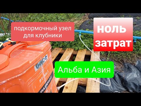 Видео: Подкормочный узел для клубники без затрат.