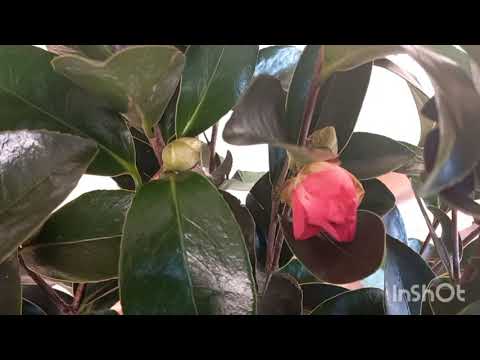 Видео: 9 НОЯБРЬ  КАМЕЛИЯ ГУЛЛАРИМ КЕЛДИ🌹🌹🪷🪷🌹🌹🪷🪷