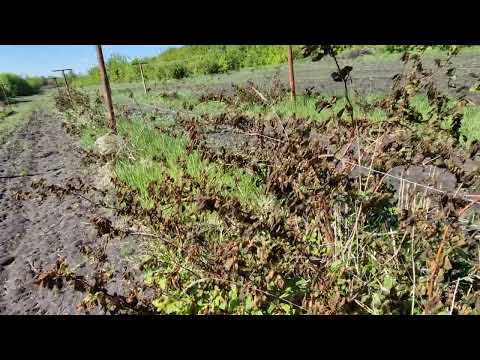 Видео: Актинидия - кошмар после возвратных заморозков 2024