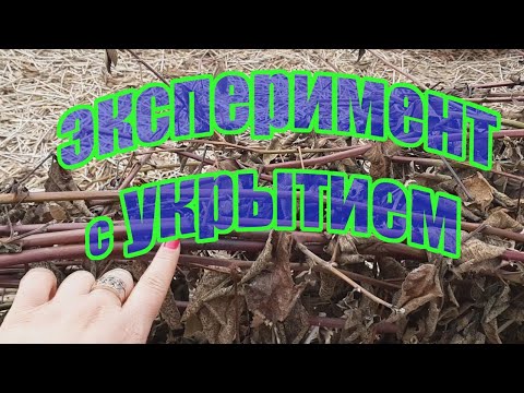 Видео: Снимаю укрытие с ежевики. Как прошел эксперимент с укрытием
