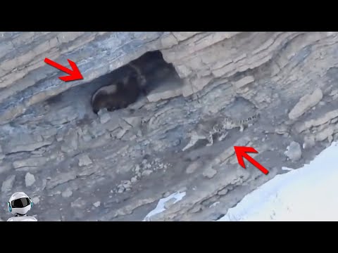 Видео: Барс Нарвался на Огромного Козерога / Случаи с Животными Снятые на Камеру