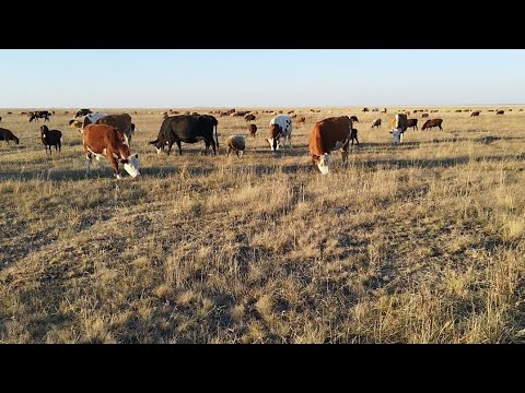 Видео: Ауыл тынысы.Күз мезгіліндегі малдардың жайылымдағы көрінісі.