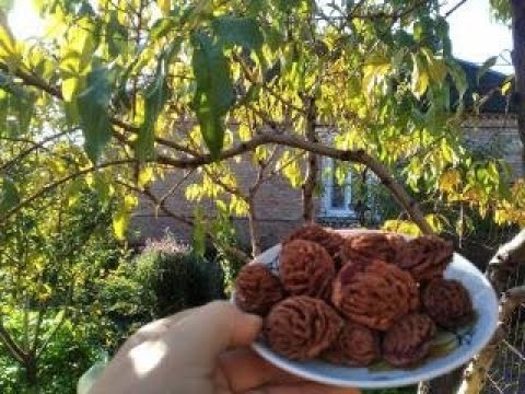 Видео: ЯК ВИРОСТИТИ ПЕРСИК ІЗ КІСТОЧКИ З ВЕЛИКИМИ ПЛОДАМИ?