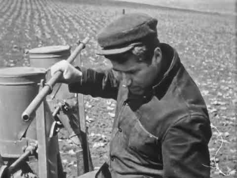 Видео: Технология возделывания сахарной свеклы (Киевнаучфильм)