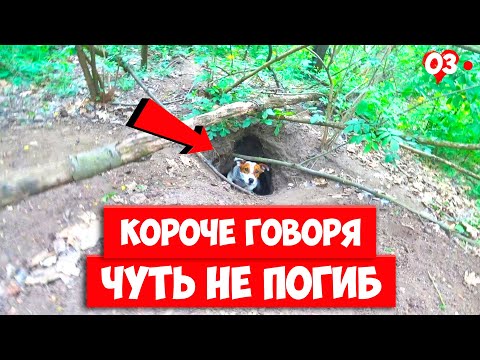 Видео: КОРОЧЕ ГОВОРЯ, ЧУТЬ НЕ ПОГИБ В ЛЕСУ. Говорящая собака ЛОКИ БОБО.