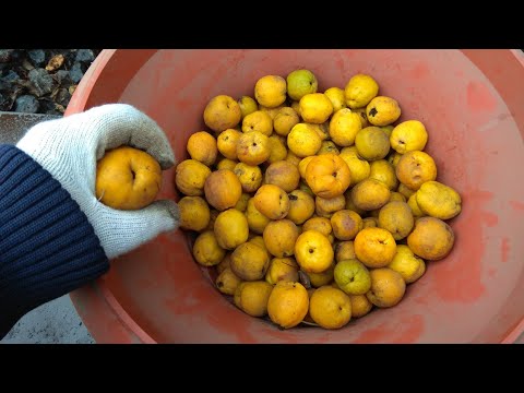 Видео: КАК ВЫРАСТИТЬ,РАЗМНОЖИТЬ АЙВУ ЯПОНСКУЮ ИЗ СЕМЯН.КАКОЕ КОЛИЧЕТВО СЕМЯН В ОДНОМ ЯБЛОЧКЕ.ЧАСТЬ 1.