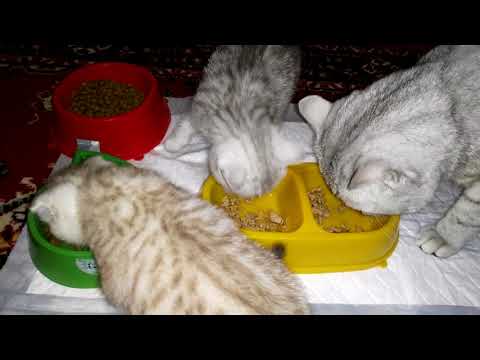 Видео: Котята и Кошки кушают. Жеш .Фаня.