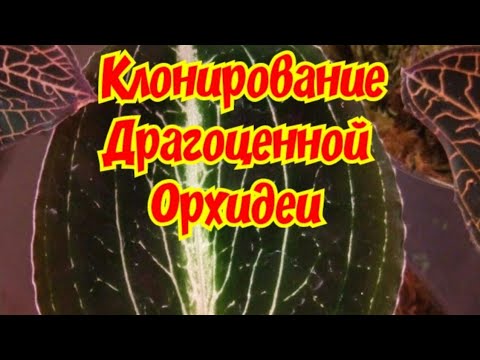 Видео: Супер Простой вариант КЛОНИРОВАНИЯ Орхидеи