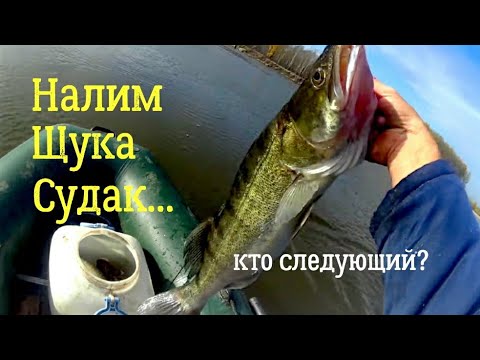 Видео: Проверка ПЕРЕТЯГИ. Вся рыба: От язя до судака!