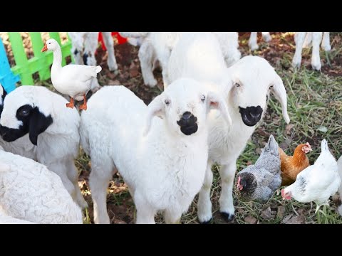 Видео: Животные на ферме, козы, коровы, утки, овцы и многое другое, изучайте звуки животных