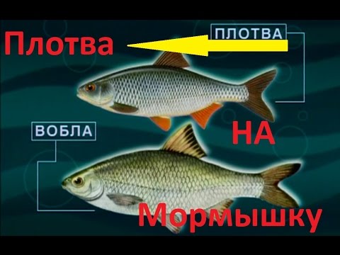 Видео: Диалоги о рыбалке- 109 - Угличское водохранилище, плотва на мормышку.