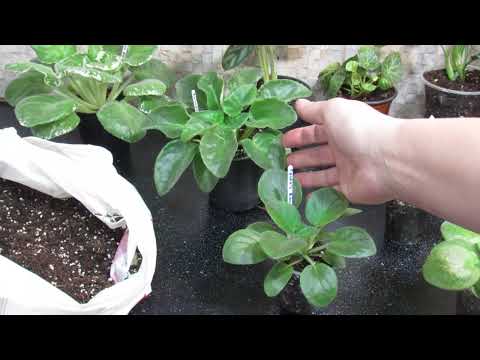 Видео: ЗАЧЕМ И КОГДА ПЕРЕСАЖИВАТЬ ФИАЛКИ И ДРУГИЕ РАСТЕНИЯ. ВАЖНО !!