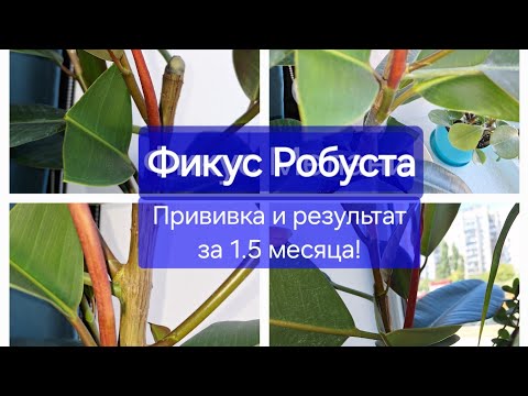 Видео: Делаем прививку фикусу Робуста. Плюс результат! 16.05.24г.-30.06.24г.