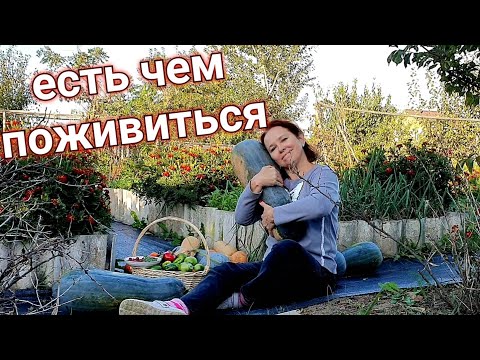 Видео: а в ДЕРЕВНЕ жизнь ИНАЧЕ ! КТО сказал, что НЕТ УРОЖАЯ в конце сентября.