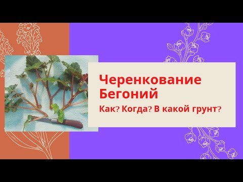 Видео: Черенкование Бегоний. Как? Когда? В какой грунт?