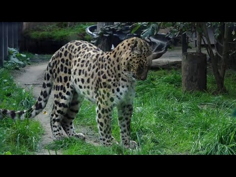 Видео: КАК ПОЖИВАЕТ «РОЕВ РУЧЕЙ»?