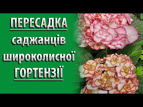 Видео: НАДЕЖНЫЙ СПОСОБ ПЕРЕСАДКИ САДЖЕНЦОВ ГОРТЕНЗИИ Широколисной #садоводство #гортензия #цветы