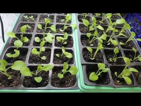 Видео: Все опять нужное!! FIX PRICE рулит!!