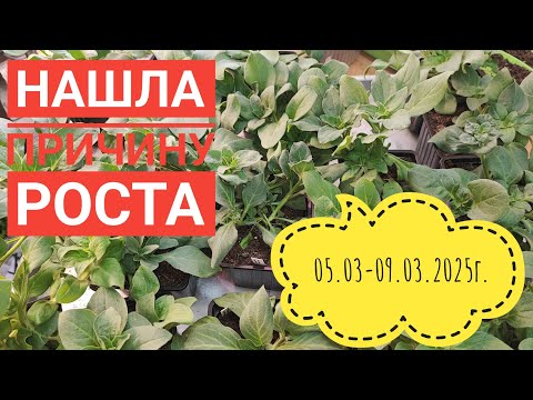 Видео: Как спасти рассаду!?😱/Что делать?#дача#garden#влог#цветы#жизнь#зима#село#рассада