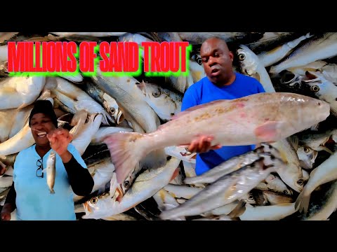 Видео: Миллион песчаных форелей в лодке. Огромный улов песчаных форелей.