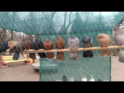 Видео: Ярмарка-выставка голубей.      г.Енакиево. Ноябрь 2021 года.