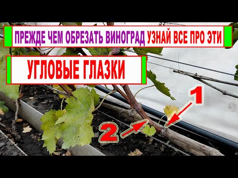 Видео: 🍇 Не приступай к ОБРЕЗКЕ ВИНОГРАДА пока не узнаешь где ЭТИ УГЛОВЫЕ ГЛАЗКИ на ВИНОГРАДЕ!