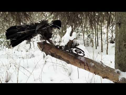 Видео: Установка обычного традиционного капкана, на белку и колонка