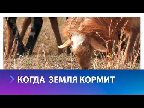 Видео: Как предприниматели развивают сельское хозяйство на Ставрополье?