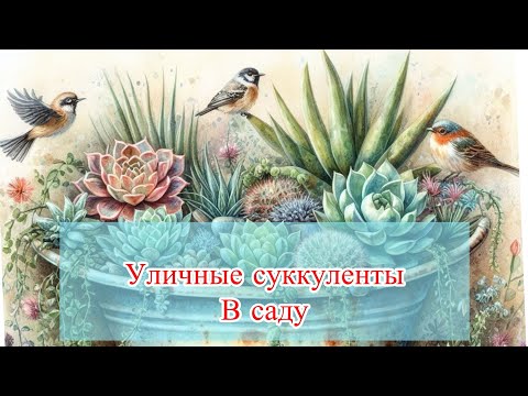 Видео: Суккуленты в саду. Июль 2025 #succulent #garden