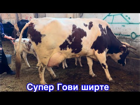 Видео: Супер гови ширте, Молбозори Душанбе,        12 ноября 2025 г.
