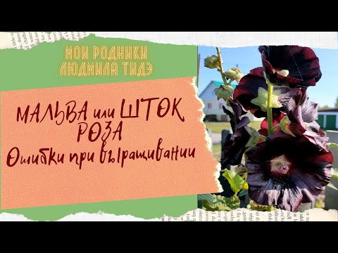 Видео: Мальва или шток роза Ошибки при выращивании