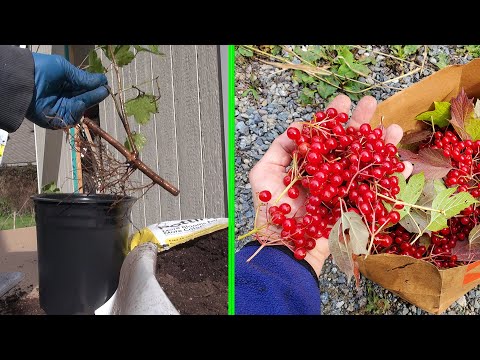 Видео: Размножение Калины Отводками #3. Planting Tips Propagate viburnum #3