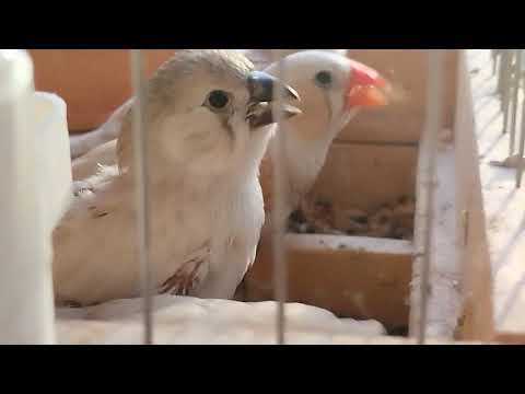 Видео: зебра. птенцы уже кушают сами