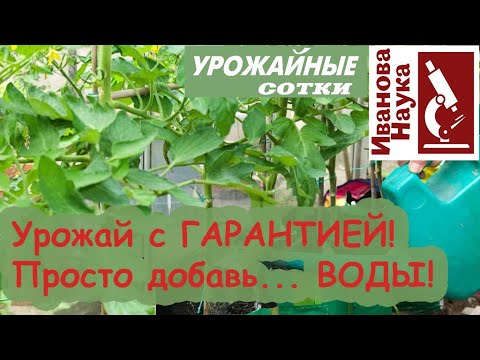 Видео: Урожай не сгорит! Томаты и перцы УДИВЯТ урожаем! Просто добавь... воды!