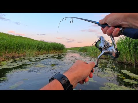Видео: ЩУКА В БОЛОТЕ! Ловля щуки на спиннинг.