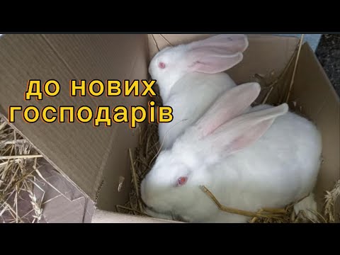 Видео: Продаж кролів. Підбір кроликів та передача автобусом.