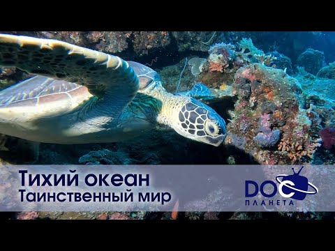 Видео: Тихий океан  - Часть 2.Таинственный мир - Документальный фильм