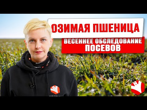 Видео: Весеннее обследование посевов озимой пшеницы | Выращивание озимых | Растениеводство