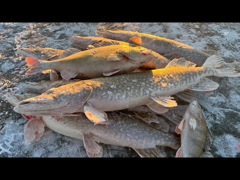 Видео: Щуки сходят сума! НА этом озере их ПОЛНО Окуни ГИГАНТЫ #щучижор #окунигигарты#зимняяловлярыбы