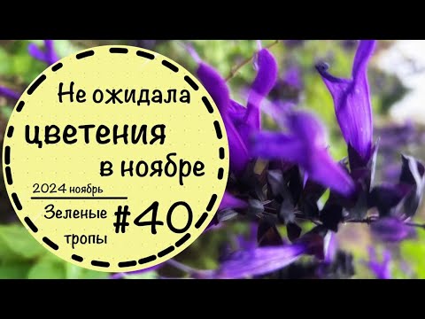 Видео: #40☘️Hermmanshof Sichtungsgarten☘️Эстетическое умирание растений☘️Ландшафтный дизайн в Германии☘️